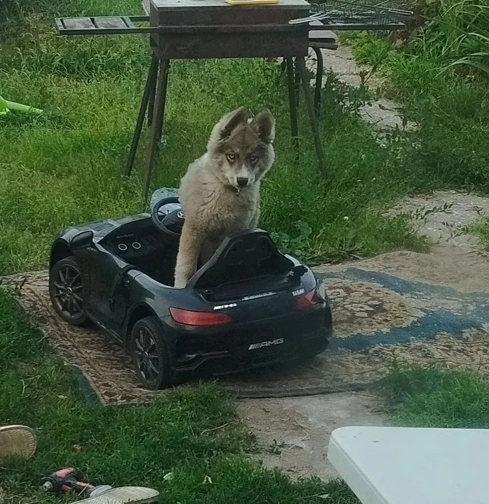 Lost gray dog, хаски in Novosibirsk — identification photo, lost & found pet database Pathfinder