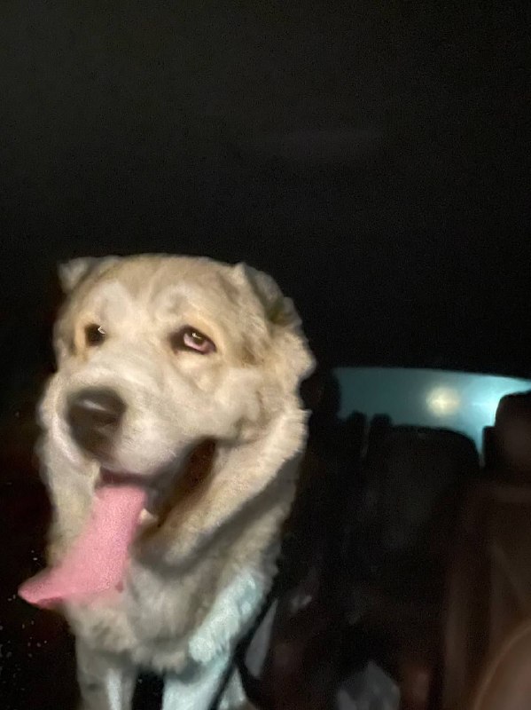 Found cream dog, алабай in Novorizhskoe Shosse — identification photo, lost & found pet database Pathfinder
