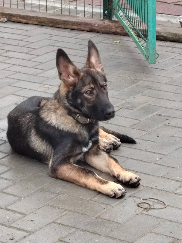 Lost fawn dog, немецкая овчарка in Yekaterinburg — identification photo, lost & found pet database Pathfinder