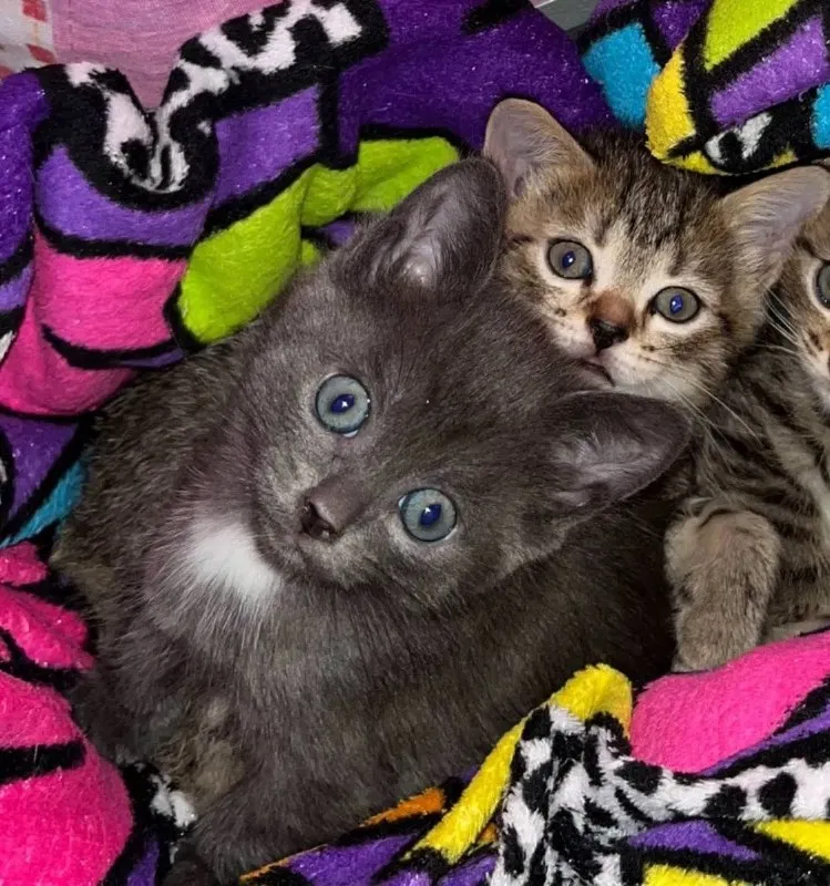 Adoptable gray cat in Zvezdnyy — identification photo, lost & found pet database Pathfinder