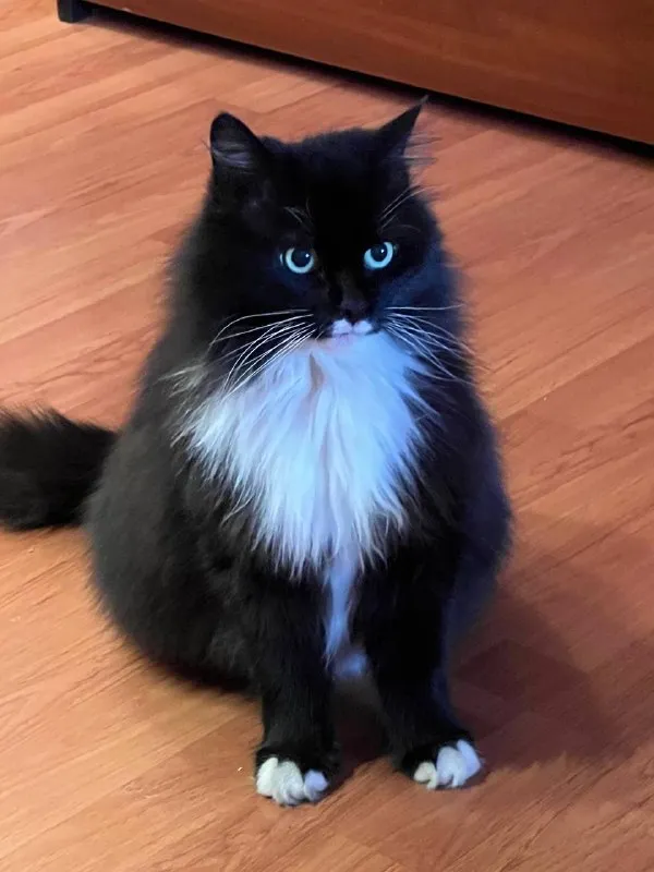 Lost white cat in Lobnya — identification photo, lost & found pet database Pathfinder
