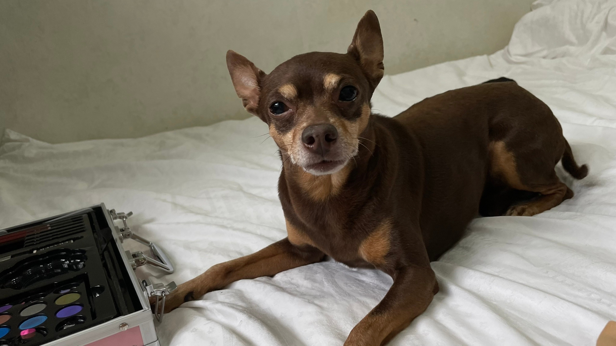 Lost brown dog in Domodedovo — identification photo, lost & found pet database Pathfinder