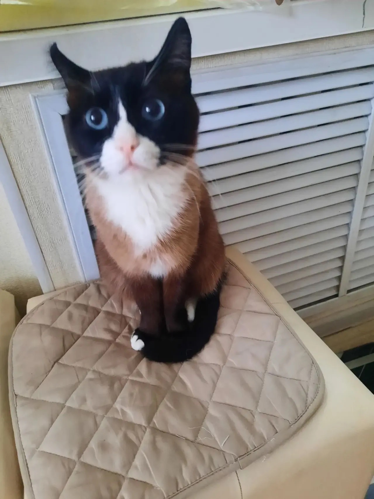 Lost white cat in Novosibirsk — identification photo, lost & found pet database Pathfinder