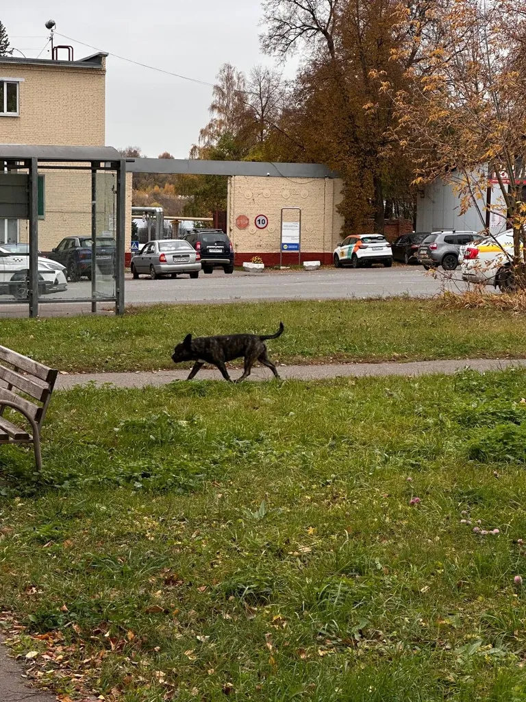 Found dog, помесь французского бульдога и стаффордш in Serpukhov — identification photo, lost & found pet database Pathfinder