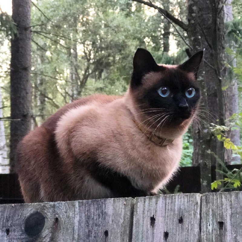 Lost brown cat, сиамская/тайская in Repino — identification photo, lost & found pet database Pathfinder