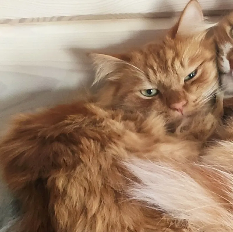 Lost ginger cat in Kadnikovo — identification photo, lost & found pet database Pathfinder