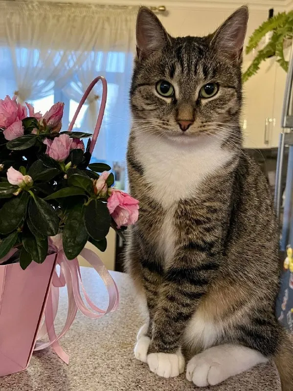 Lost white cat in Vatutinki — identification photo, lost & found pet database Pathfinder