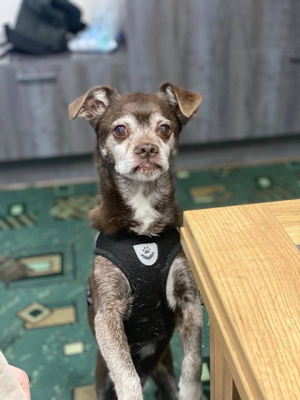 Lost brown dog in Kosulino — identification photo, lost & found pet database Pathfinder