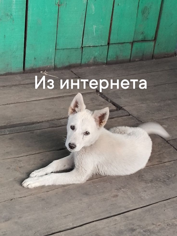 Lost white dog in Novosibirsk — identification photo, lost & found pet database Pathfinder