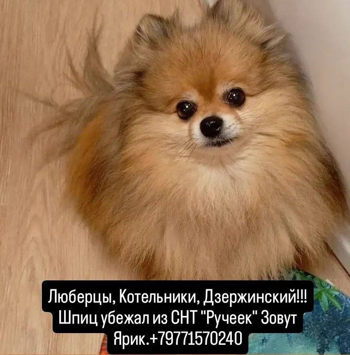 Lost ginger dog, шпиц in Lyubertsy — identification photo, lost & found pet database Pathfinder