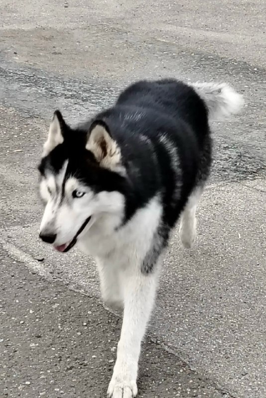 Lost white dog, хаски in Perm — identification photo, lost & found pet database Pathfinder
