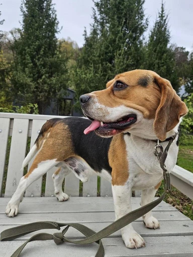 Found dog, бигль in Borovsk — identification photo, lost & found pet database Pathfinder