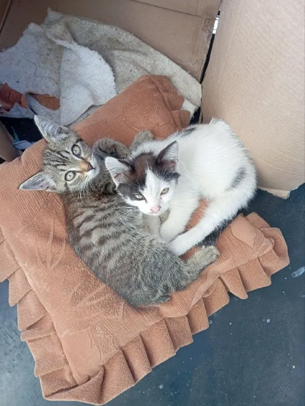 Adoptable white cat in Omsk — identification photo, lost & found pet database Pathfinder