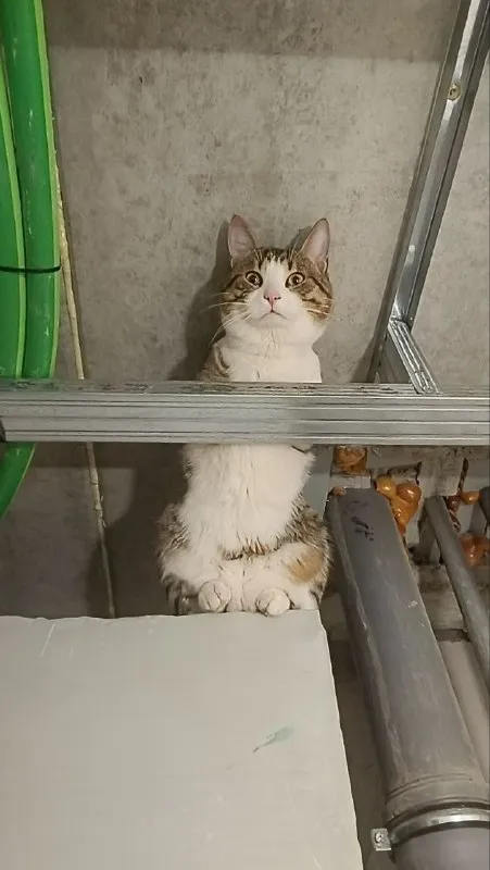 Lost white cat in Rozhdestveno — identification photo, lost & found pet database Pathfinder