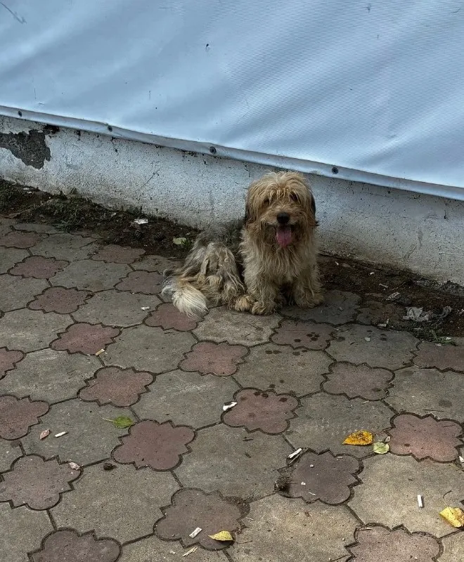 Adoptable brown dog in Yugokamsk — identification photo, lost & found pet database Pathfinder