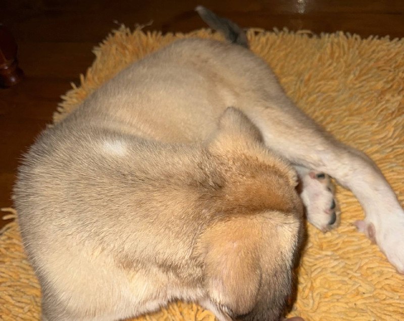 Lost white dog, метис in Lobnya — identification photo, lost & found pet database Pathfinder
