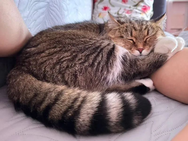 Lost white cat in Akhtyrka — identification photo, lost & found pet database Pathfinder