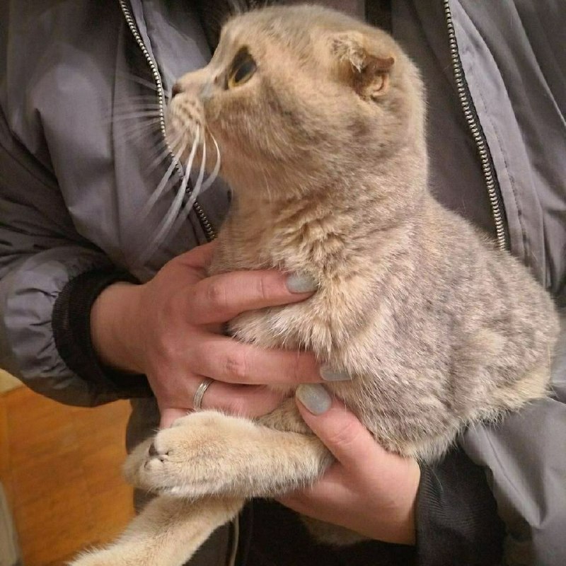 Found cat in Koltsovo — identification photo, lost & found pet database Pathfinder