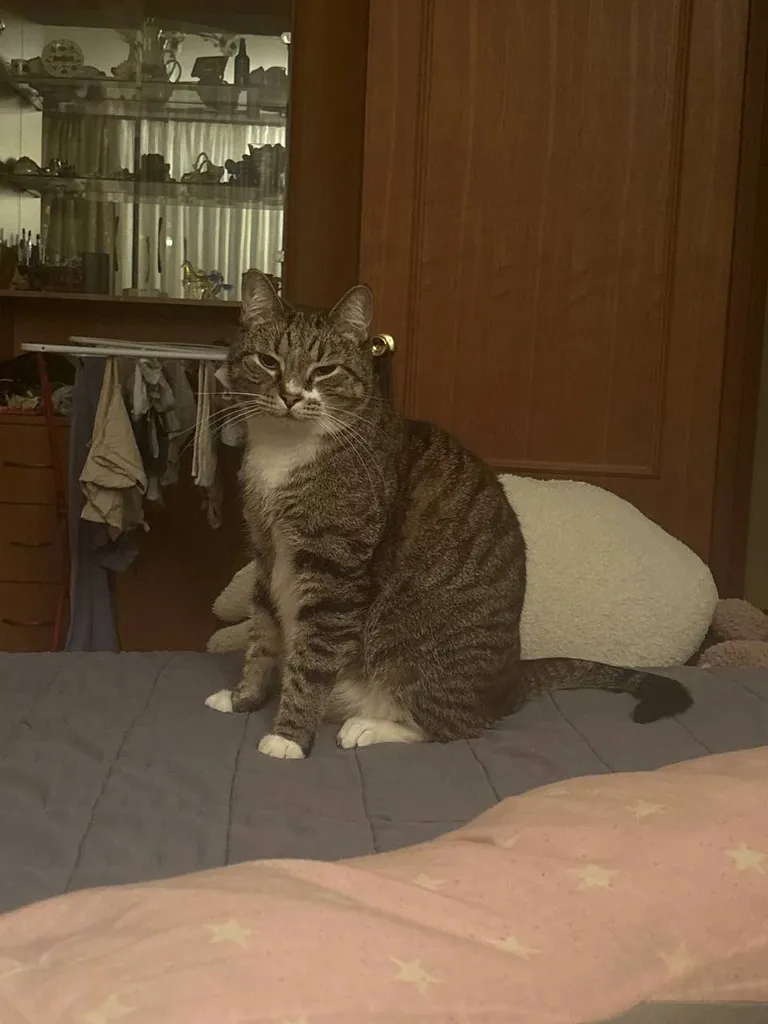 Lost cat in Pechatniki — identification photo, lost & found pet database Pathfinder