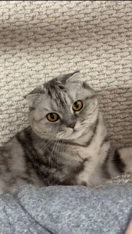 Lost gray cat, шотландская вислоухая in Kotelniki — identification photo, lost & found pet database Pathfinder