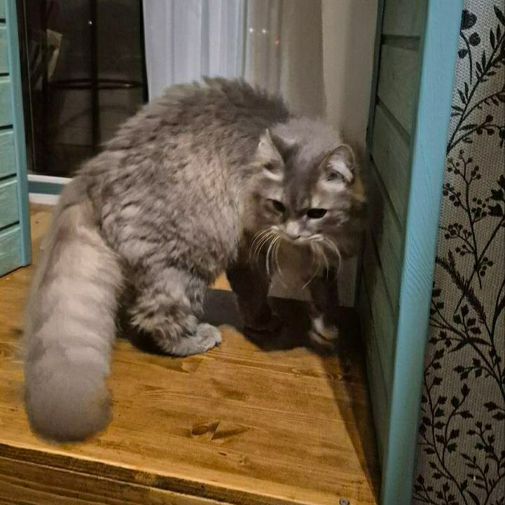 Found gray cat, метис in Saint Petersburg — identification photo, lost & found pet database Pathfinder