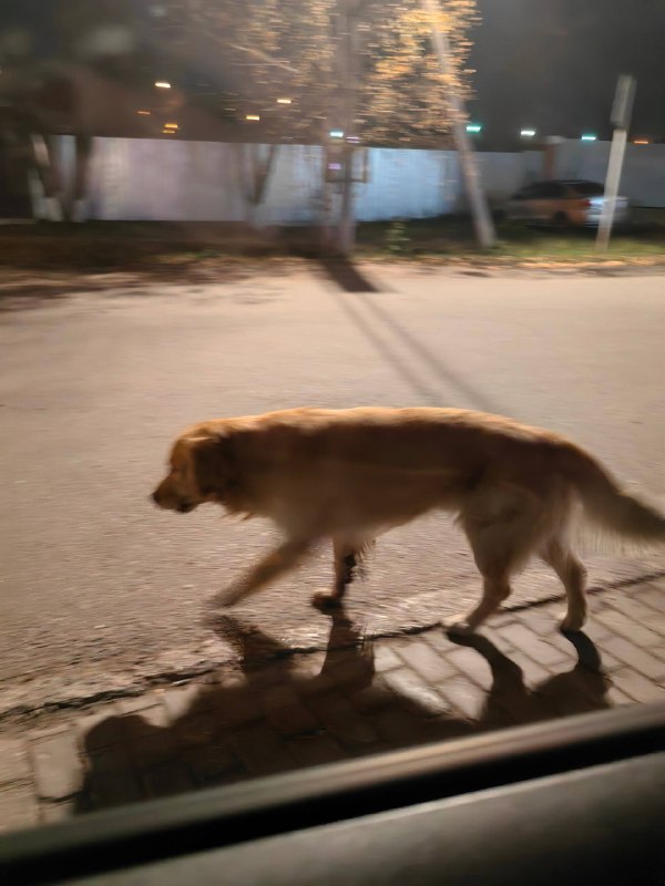 Found ginger pet in Klimovsk — identification photo, lost & found pet database Pathfinder