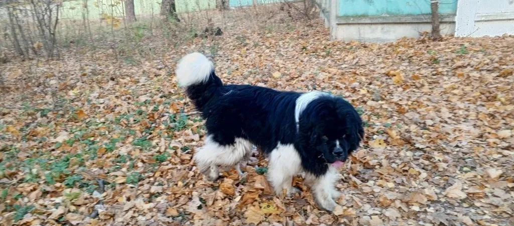 Found dog, ньюфаундленд in Malakhovka — identification photo, lost & found pet database Pathfinder