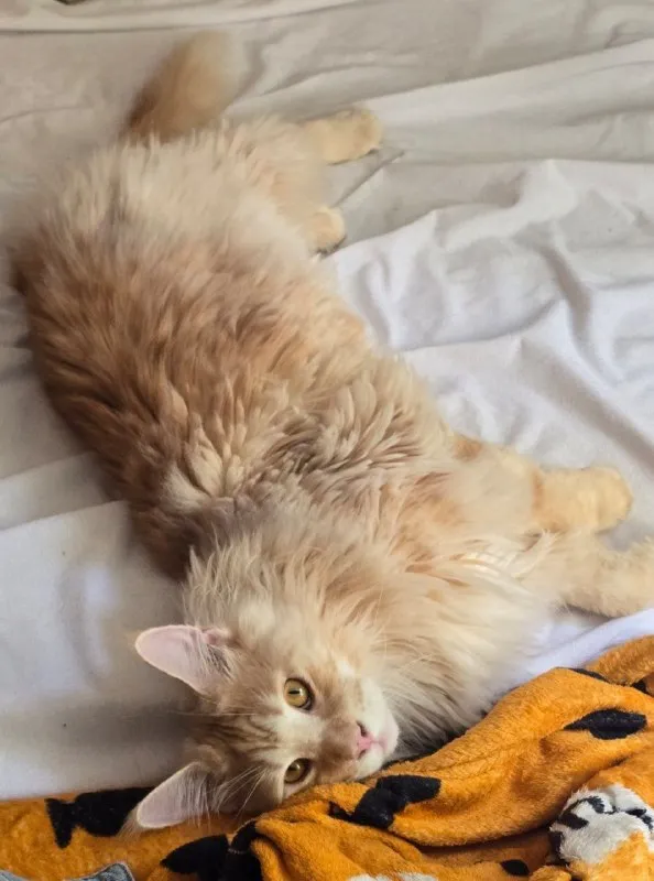 Lost cream cat, мейн-кун in Khimki — identification photo, lost & found pet database Pathfinder