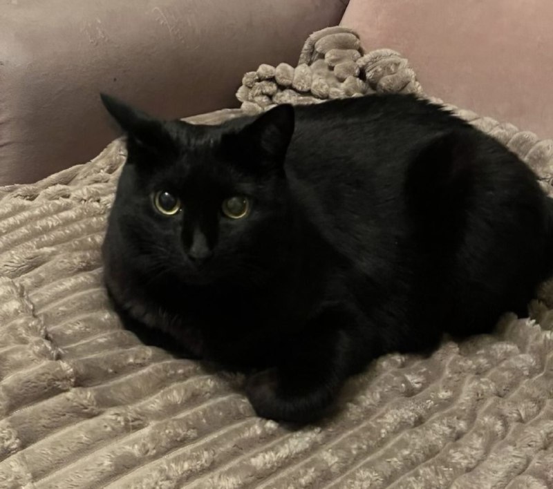 Lost black cat in Alferovo — identification photo, lost & found pet database Pathfinder