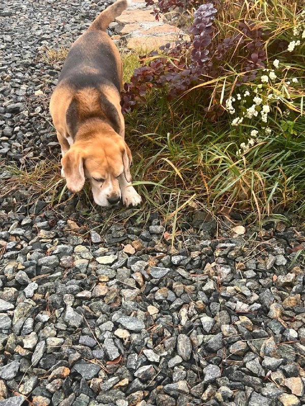 Found dog, бигль in Zapovednik — identification photo, lost & found pet database Pathfinder