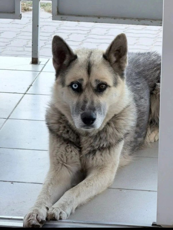 Found pet in Volgograd — identification photo, lost & found pet database Pathfinder