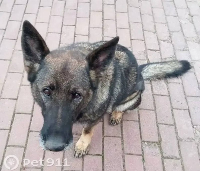 Lost brown dog, немецкая овчарка in Rozhdestveno — identification photo, lost & found pet database Pathfinder