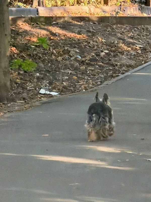 Lost brown dog, йорк in Mytishchi — identification photo, lost & found pet database Pathfinder