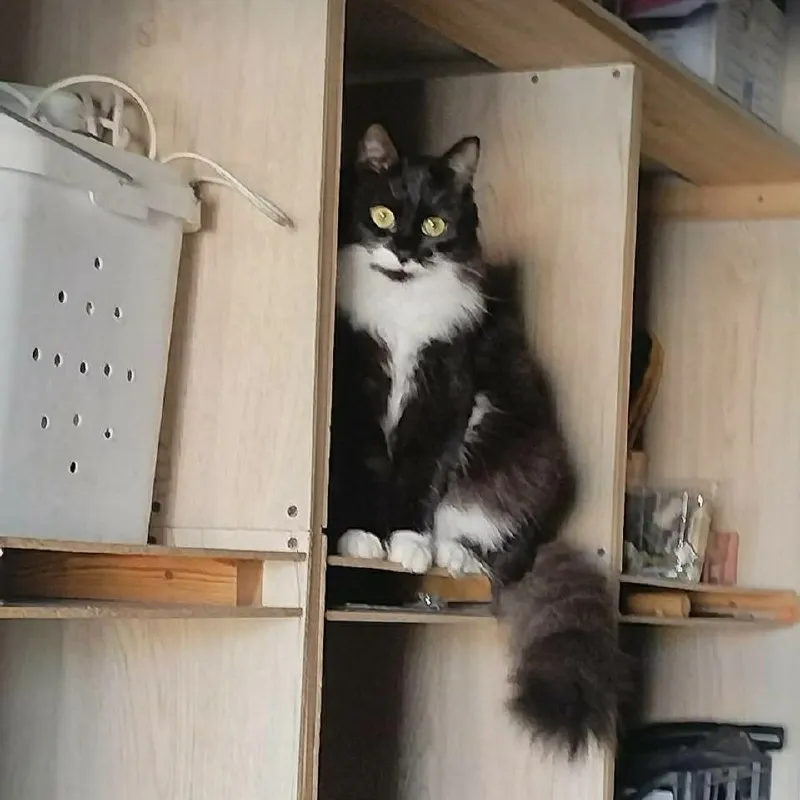 Lost white cat in Dubrovka — identification photo, lost & found pet database Pathfinder