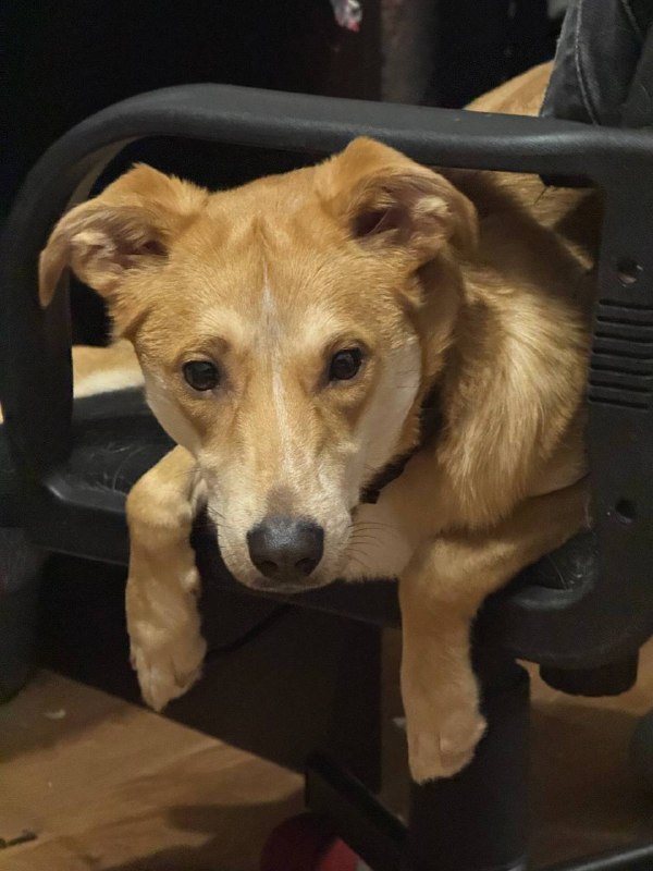 Lost white dog in Kubinka — identification photo, lost & found pet database Pathfinder