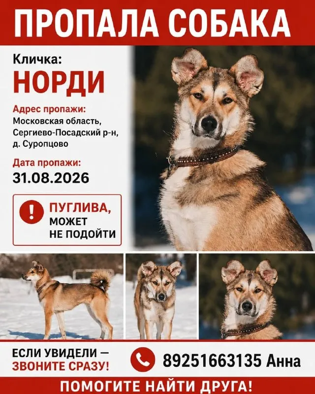Lost white dog in Suroptsovo — identification photo, lost & found pet database Pathfinder