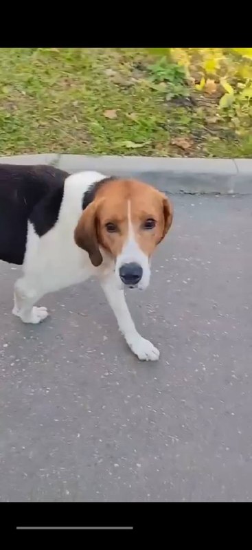 Found white dog in Mikulino — identification photo, lost & found pet database Pathfinder
