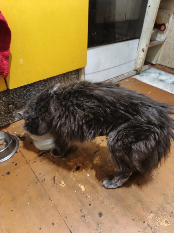 Adoptable gray cat in Nizhny Novgorod — identification photo, lost & found pet database Pathfinder