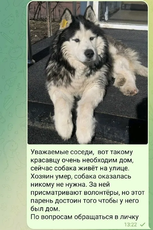 Adoptable white dog in Perm — identification photo, lost & found pet database Pathfinder