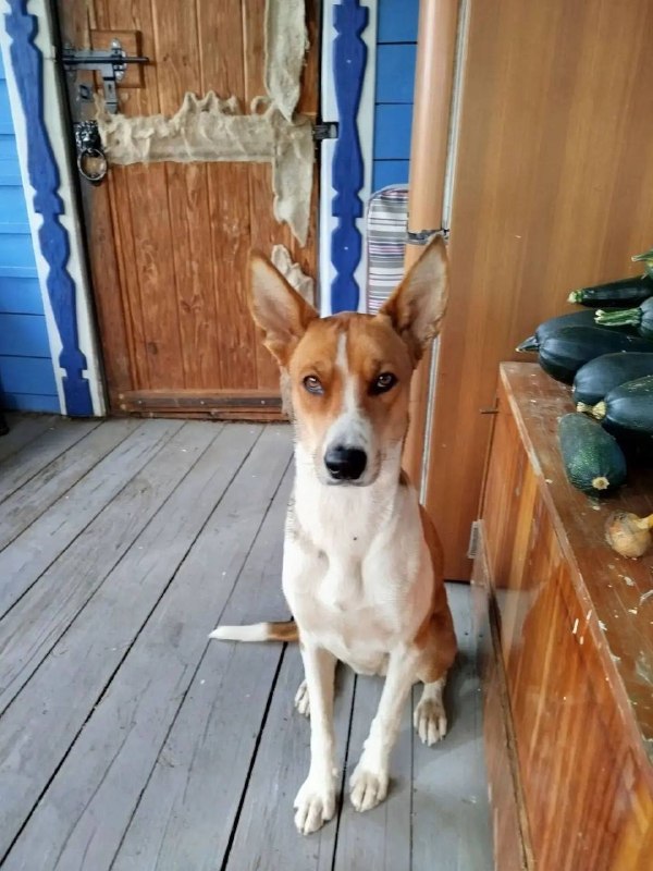 Found white dog in Pavlovskiy Posad — identification photo, lost & found pet database Pathfinder