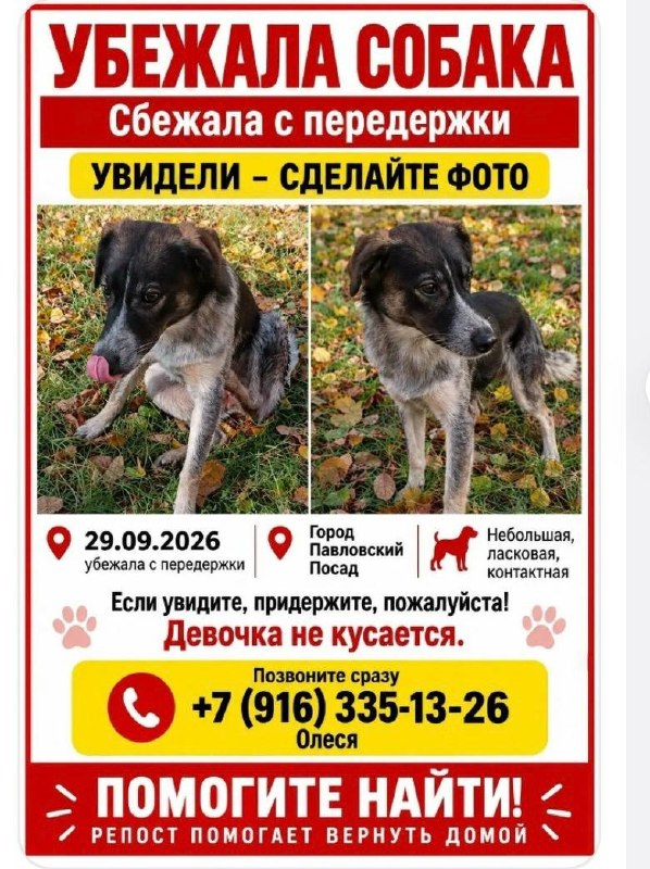 Lost white dog, метис in Pavlovskiy Posad — identification photo, lost & found pet database Pathfinder