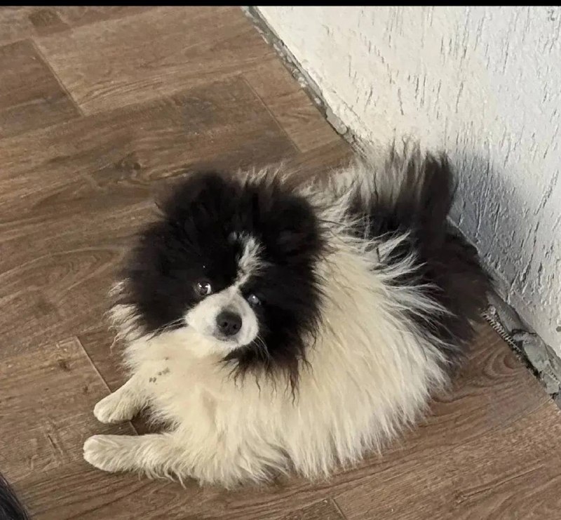 Lost white dog, шпиц in Berezovskiy — identification photo, lost & found pet database Pathfinder