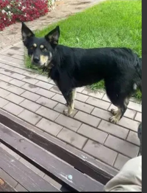 Lost fawn dog in Tablovo — identification photo, lost & found pet database Pathfinder