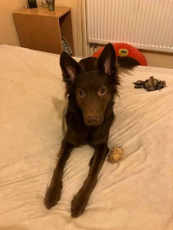 Lost brown dog in Lavriki — identification photo, lost & found pet database Pathfinder