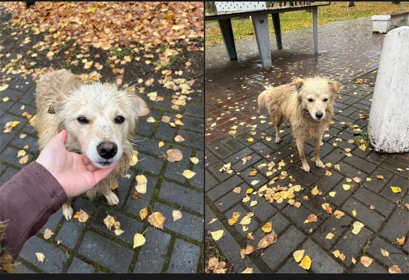 Lost cream dog in Perm — identification photo, lost & found pet database Pathfinder