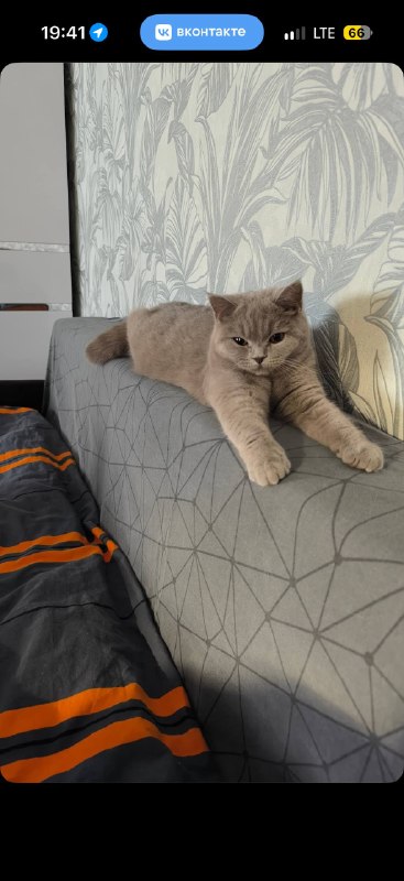 Lost gray cat, британская in Troitsk — identification photo, lost & found pet database Pathfinder