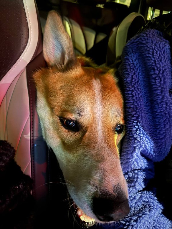 Found dog in Saint Petersburg — identification photo, lost & found pet database Pathfinder