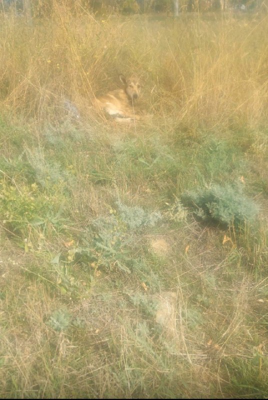Adoptable dog in Volzhskiy — identification photo, lost & found pet database Pathfinder