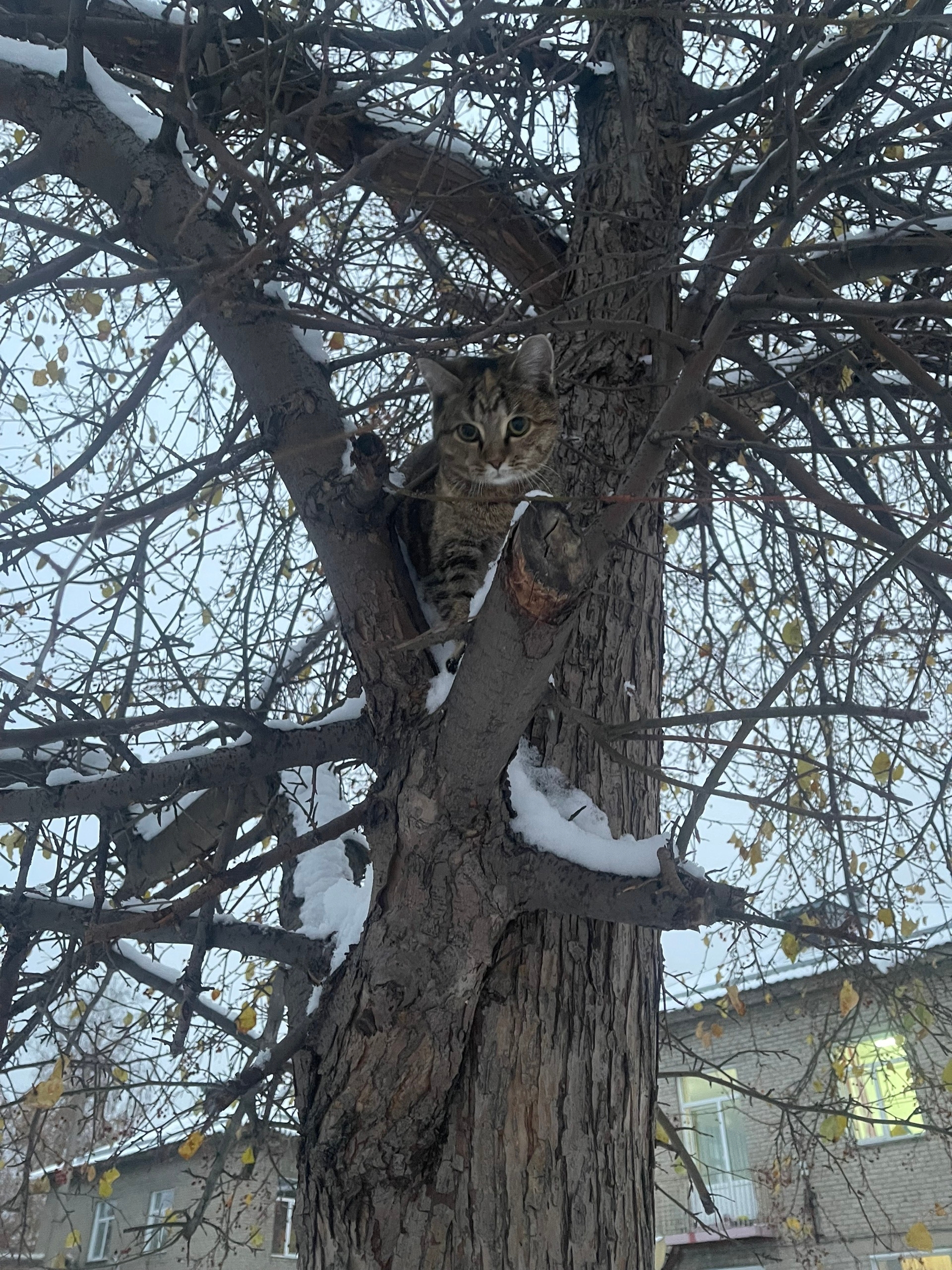 Found brown cat in Novosibirsk — identification photo, lost & found pet database Pathfinder