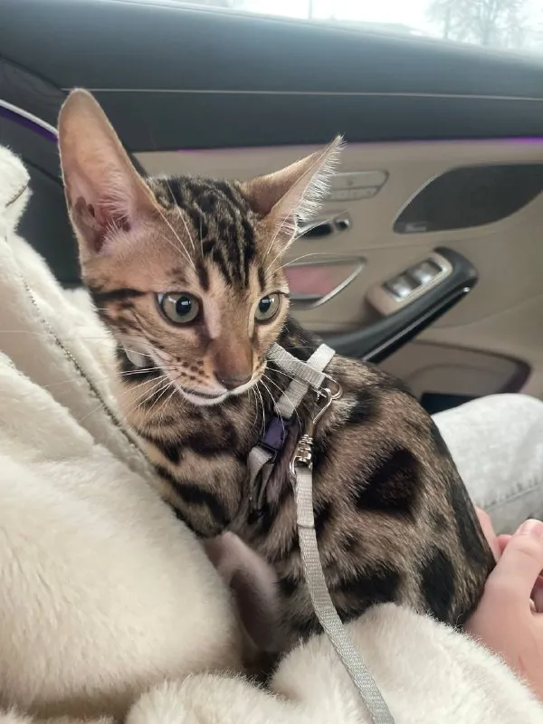 Lost brown cat, бенгал in Mytishchi — identification photo, lost & found pet database Pathfinder